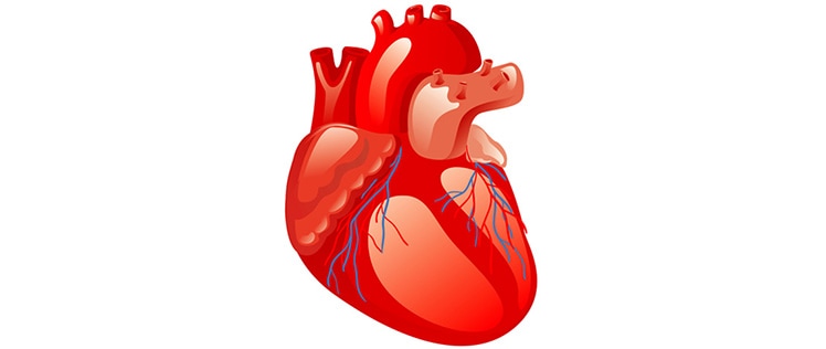Сърдечен мускул