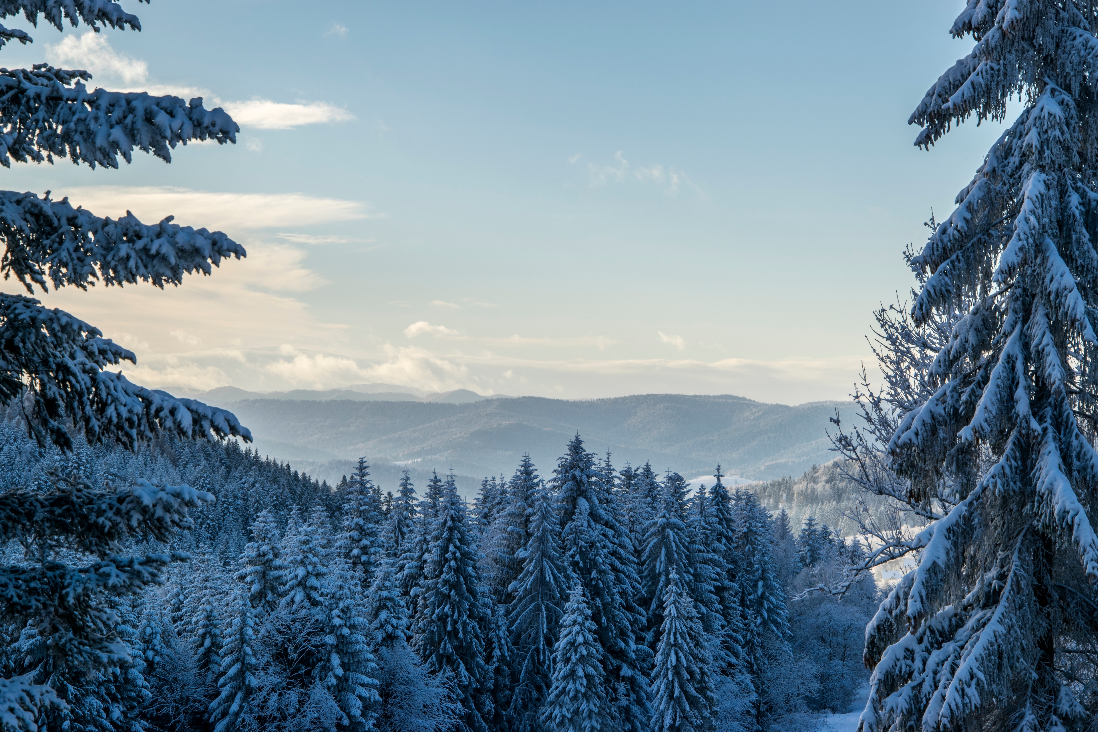 Зимен пейзаж със заснежени борове